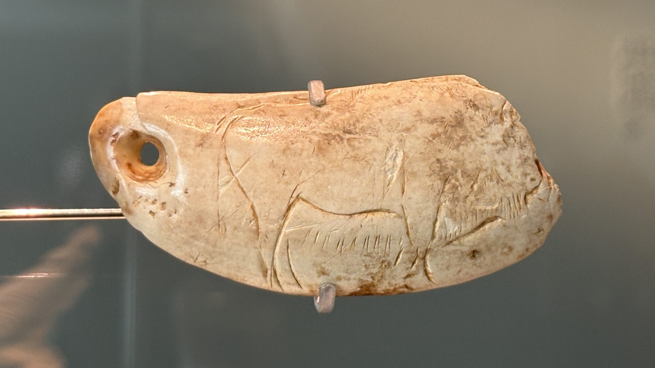 Museo Arqueológico de Asturias, plaqueta de la Cueva de las Caldas (Foto Luis Martín) Museo Arqueológico de Asturias, plaqueta de la Cueva de las Caldas (Foto Luis Martín)